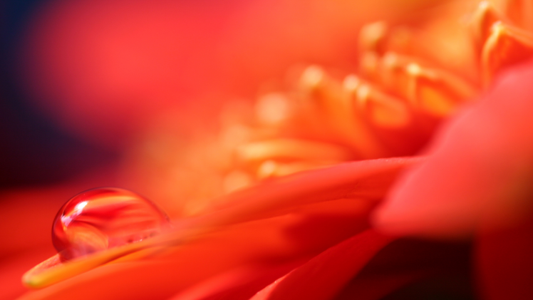 macro, Flowers, Water Drops, Petals HD Wallpaper Desktop Background
