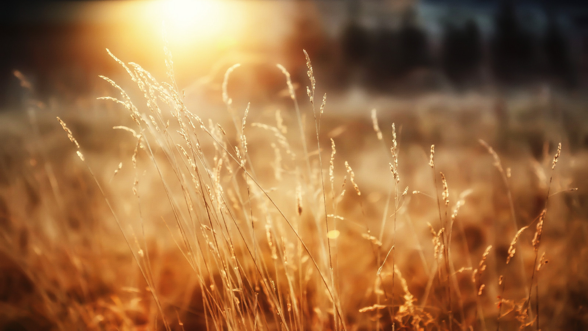 sunlight, Nature, Blurred, Spikelets Wallpapers HD / Desktop and Mobile
