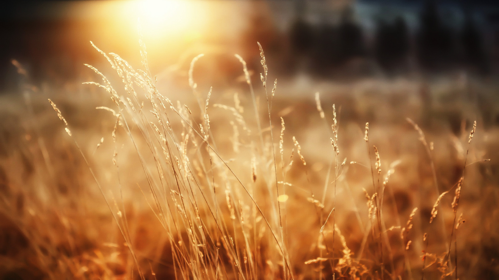 sunlight, Nature, Blurred, Spikelets Wallpaper