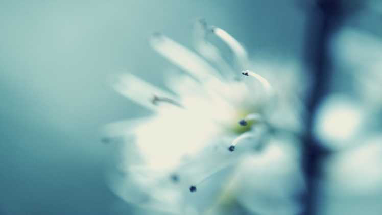 macro, Flowers, Nature, White Flowers HD Wallpaper Desktop Background