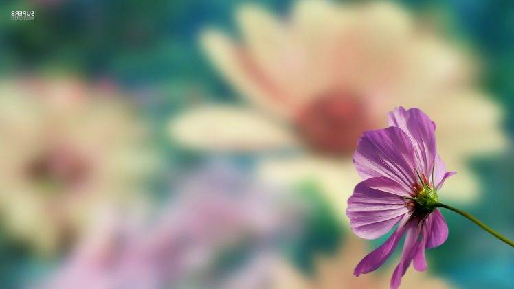 flowers, Pink Flowers, Blurred HD Wallpaper Desktop Background
