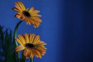 flowers, Yellow Flowers, Blue Background