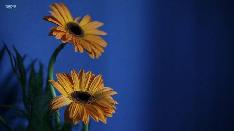 flowers, Yellow Flowers, Blue Background HD Wallpaper Desktop Background