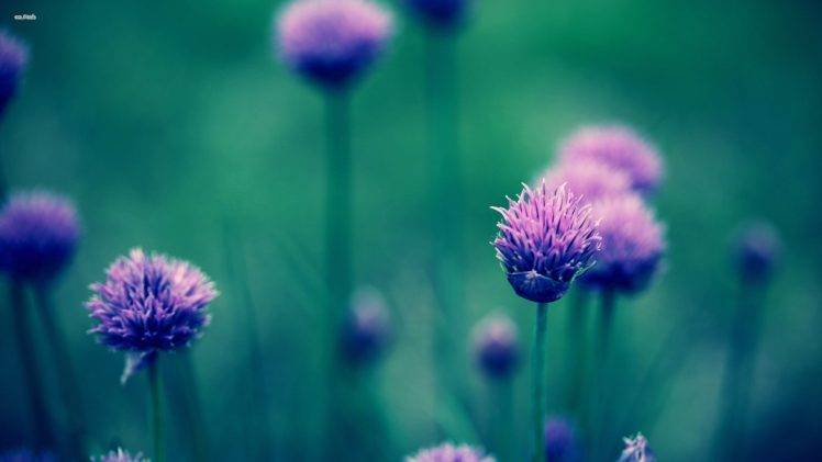 flowers, Purple Flowers, Depth Of Field HD Wallpaper Desktop Background