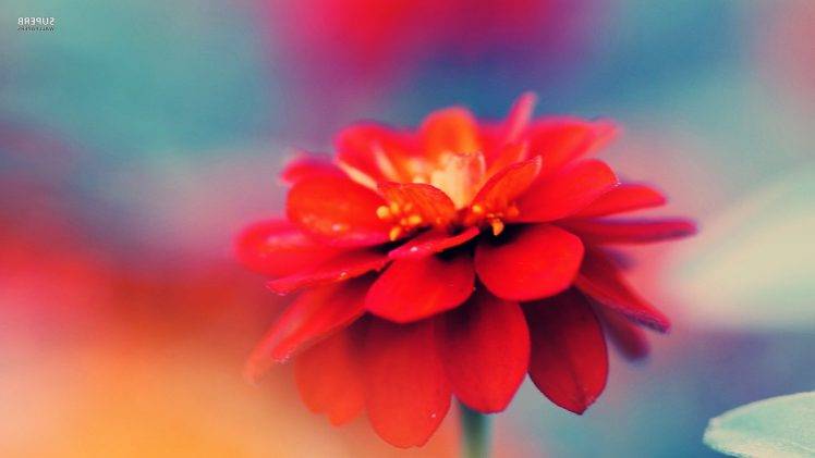 flowers, Macro, Nature, Red Flowers HD Wallpaper Desktop Background
