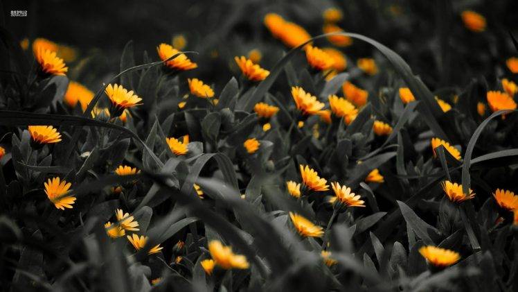 flowers, Selective Coloring, Yellow Flowers HD Wallpaper Desktop Background