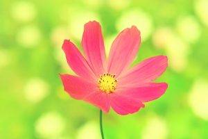 flowers, Pink Flowers, Cosmos (flower)