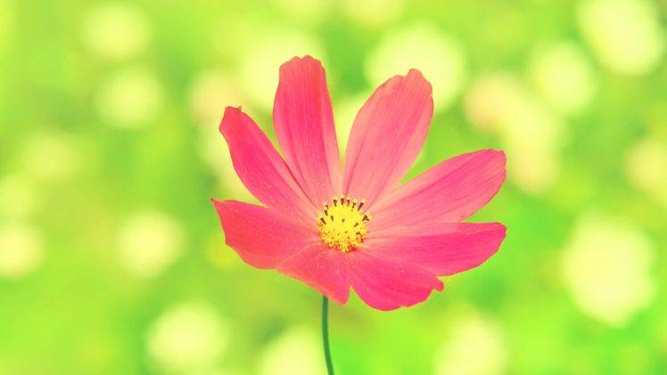 flowers, Pink Flowers, Cosmos (flower) HD Wallpaper Desktop Background