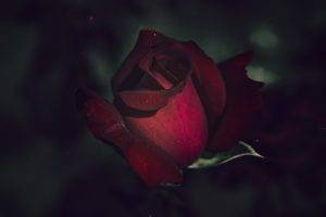 flowers, Rose
