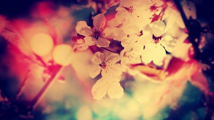 flowers, Filter, White Flowers, Depth Of Field HD Wallpaper Desktop Background