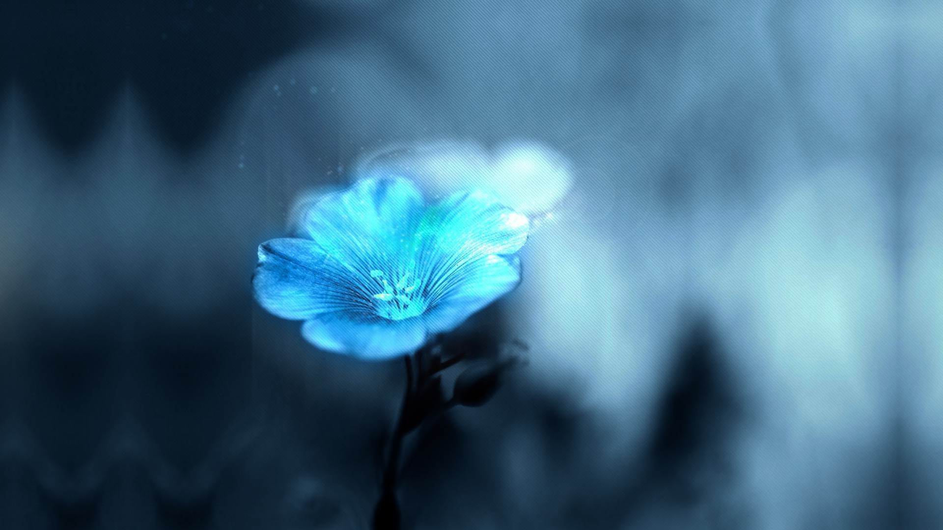 flowers, Blurred Wallpaper