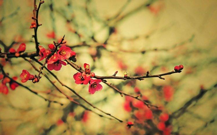 flowers, Twigs, Pink Flowers, Nature HD Wallpaper Desktop Background