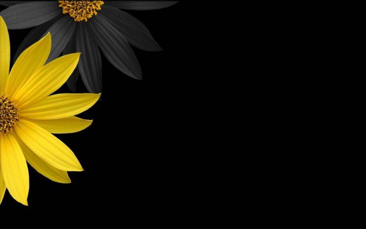 flowers, Yellow Flowers, Black Background HD Wallpaper Desktop Background
