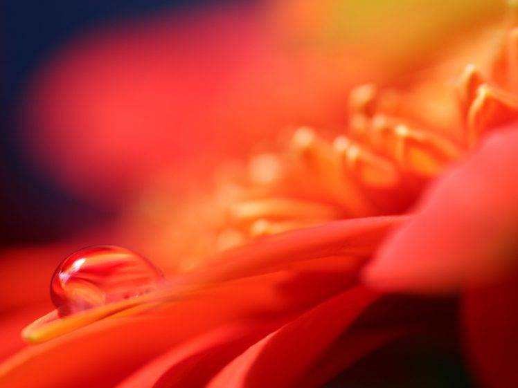 flowers, Macro, Petals, Water Drops HD Wallpaper Desktop Background