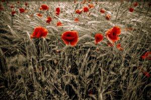 flowers, Selective Coloring, Poppies, Red Flowers