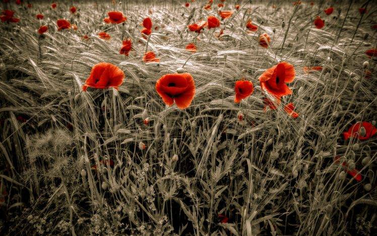 flowers, Selective Coloring, Poppies, Red Flowers HD Wallpaper Desktop Background