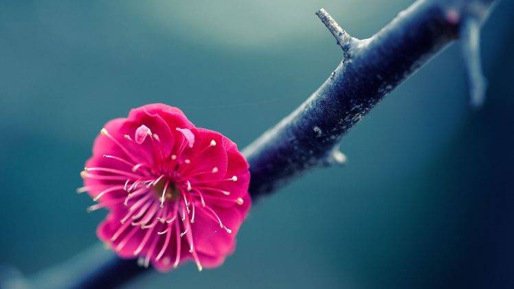 flowers, Nature, Blossoms, Twigs, Pink Flowers HD Wallpaper Desktop Background