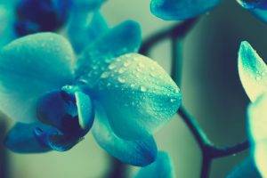 flowers, Nature, Orchids, Filter, Macro