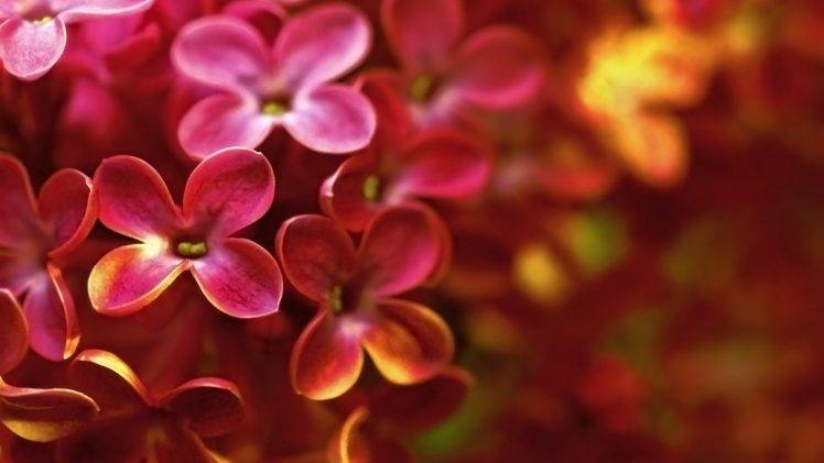 flowers, Nature, Lilac, Macro HD Wallpaper Desktop Background