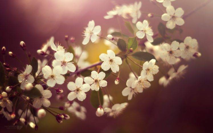 flowers, Nature, White Flowers, Twigs HD Wallpaper Desktop Background