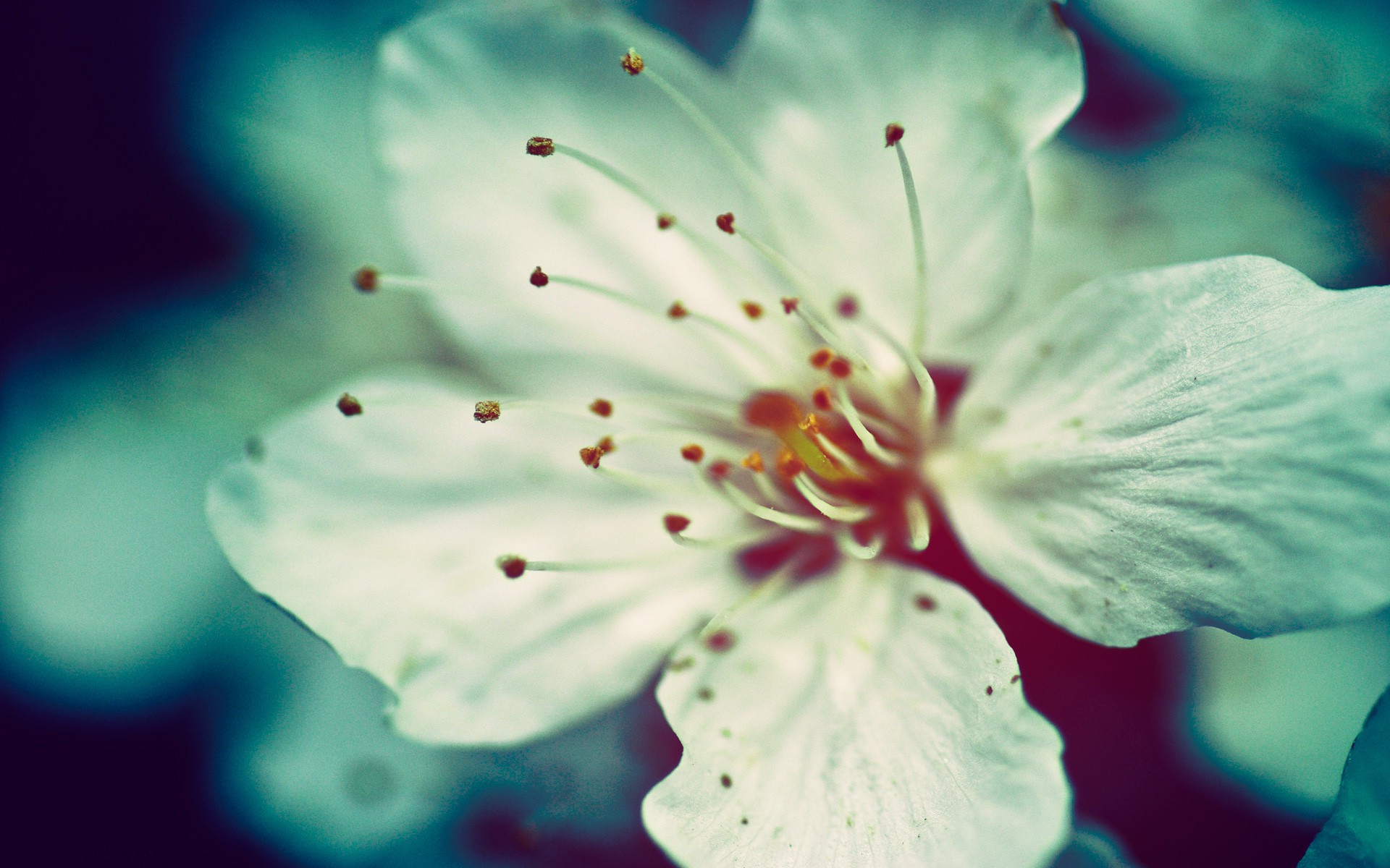 flowers, Nature, White Flowers, Macro, Filter Wallpaper