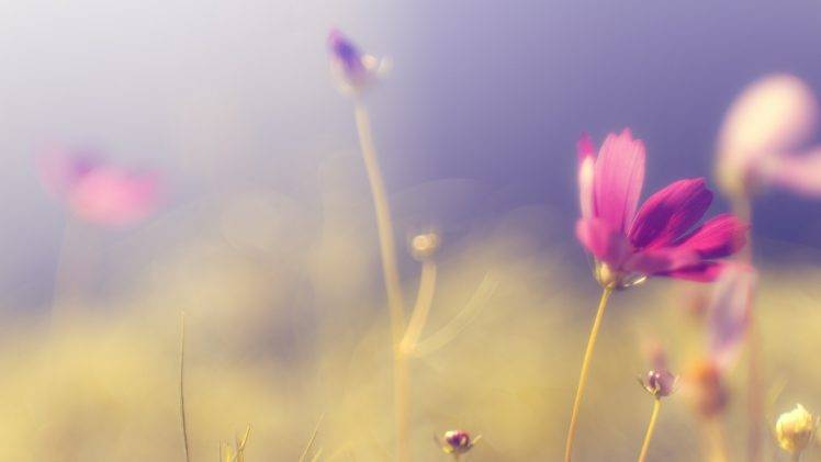 flowers, Nature, Purple Flowers, Blurred HD Wallpaper Desktop Background
