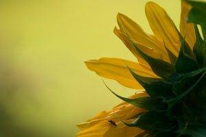 flowers, Nature, Sunflowers, Yellow Flowers