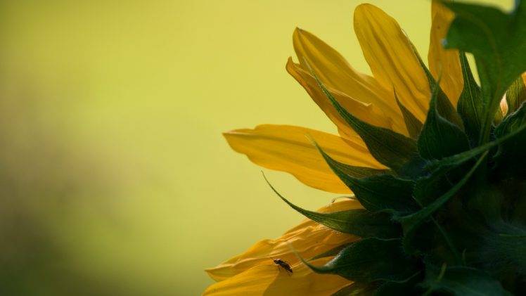 flowers, Nature, Sunflowers, Yellow Flowers HD Wallpaper Desktop Background