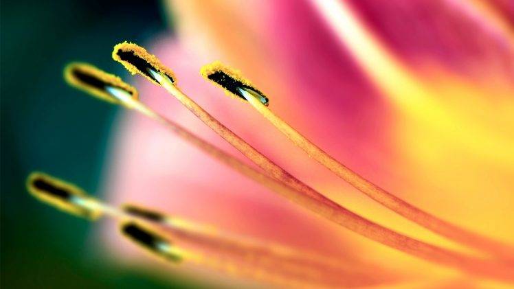 flowers, Nature, Macro HD Wallpaper Desktop Background