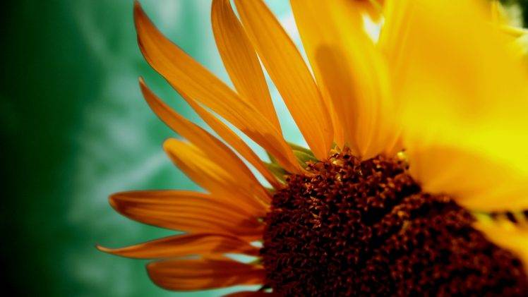 flowers, Nature, Yellow Flowers, Macro, Sunflowers HD Wallpaper Desktop Background