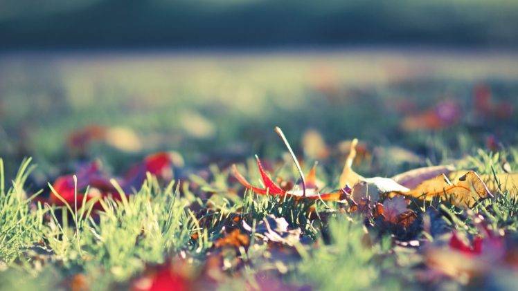nature, Grass, Leaves, Sunlight, Depth Of Field HD Wallpaper Desktop Background