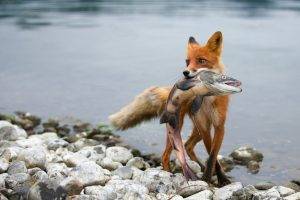fox, Fish, Animals