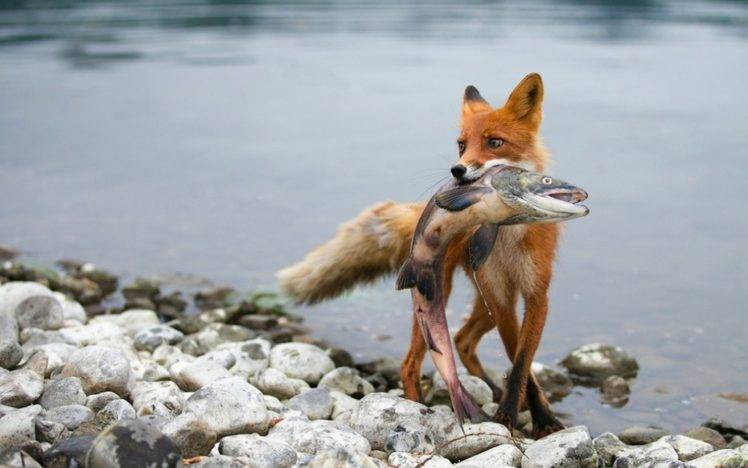 fox, Fish, Animals HD Wallpaper Desktop Background