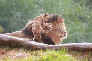 lion, Baby Animals, Animals