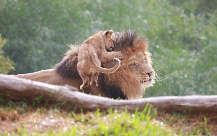 lion, Baby Animals, Animals HD Wallpaper Desktop Background