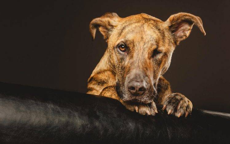 dog, Animals, Leather HD Wallpaper Desktop Background