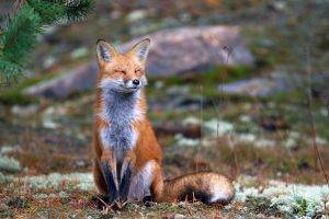 fox, Nature, Animals, Smiling