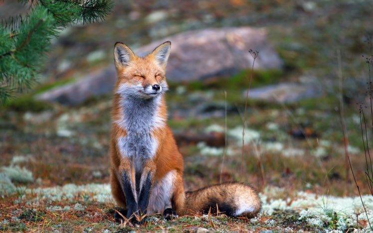 fox, Nature, Animals, Smiling HD Wallpaper Desktop Background