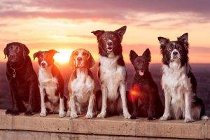 dog, Sunlight, Animals, Labrador Retriever, Border Collie, Beagles, Sunrise
