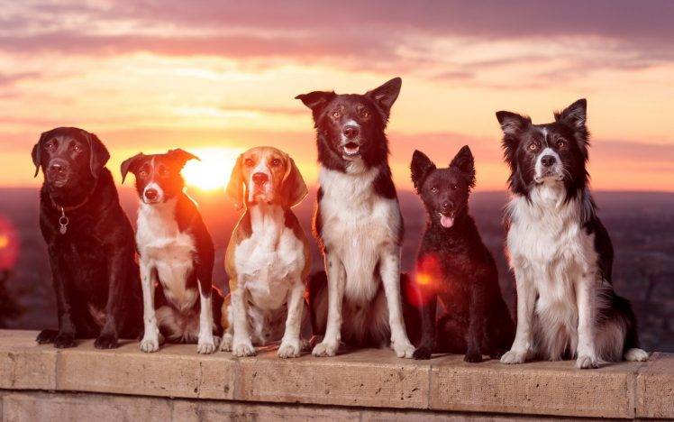 dog, Sunlight, Animals, Labrador Retriever, Border Collie, Beagles, Sunrise HD Wallpaper Desktop Background