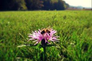 nature, Animals, Bees, Flowers, Thistles