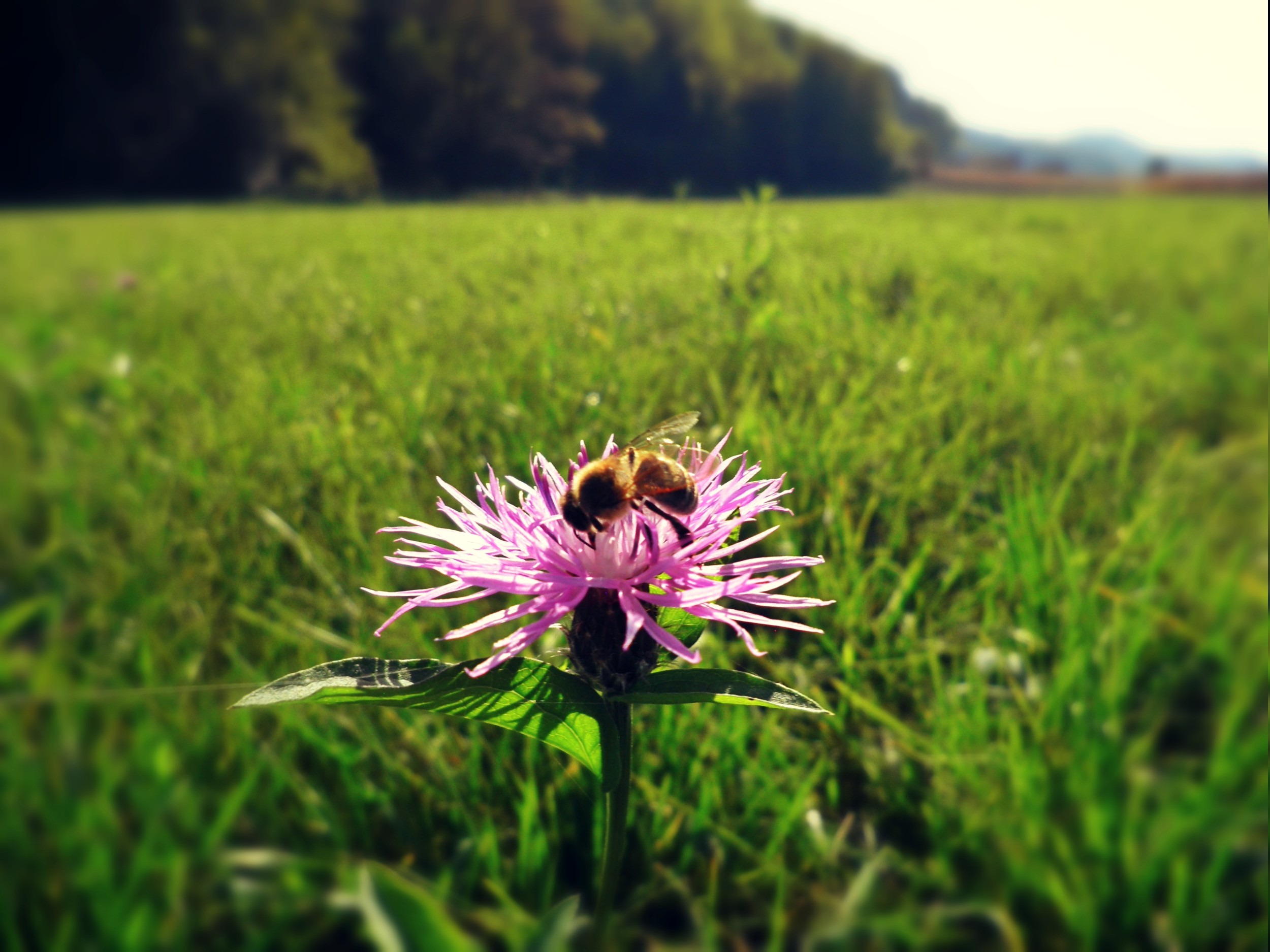 nature, Animals, Bees, Flowers, Thistles Wallpaper