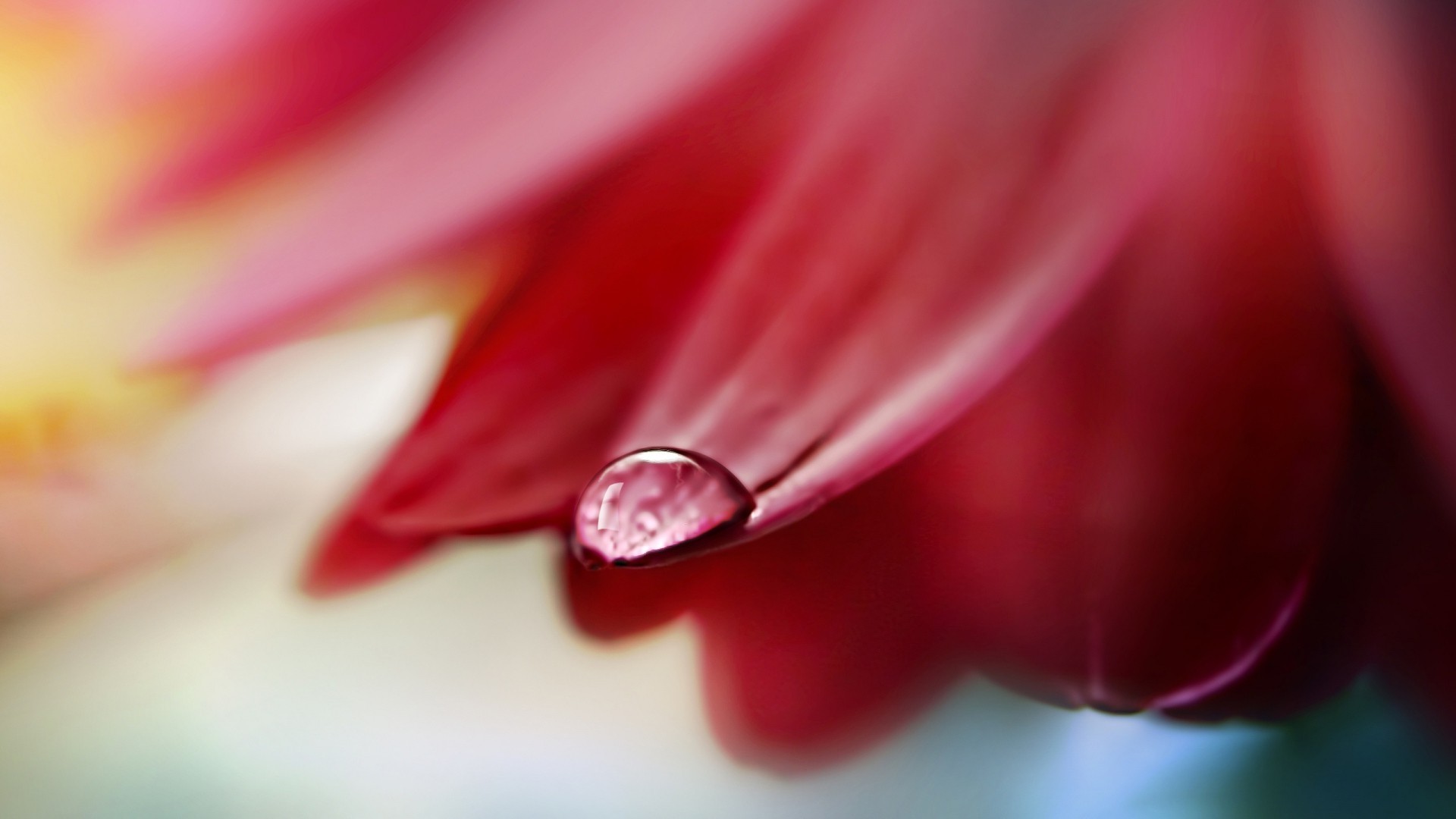 flowers Wallpaper