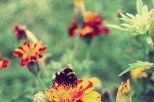 flowers, Bees, Insect, Honey, Marigolds