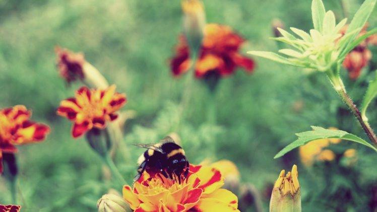 flowers, Bees, Insect, Honey, Marigolds HD Wallpaper Desktop Background