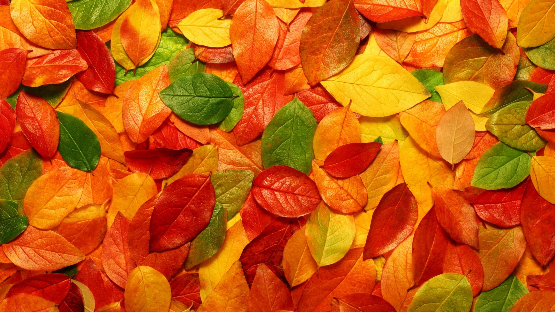 Под яркими цветами осени скачать