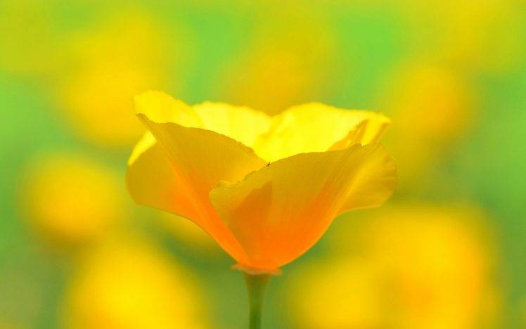 flowers, Yellow Flowers, Poppies HD Wallpaper Desktop Background