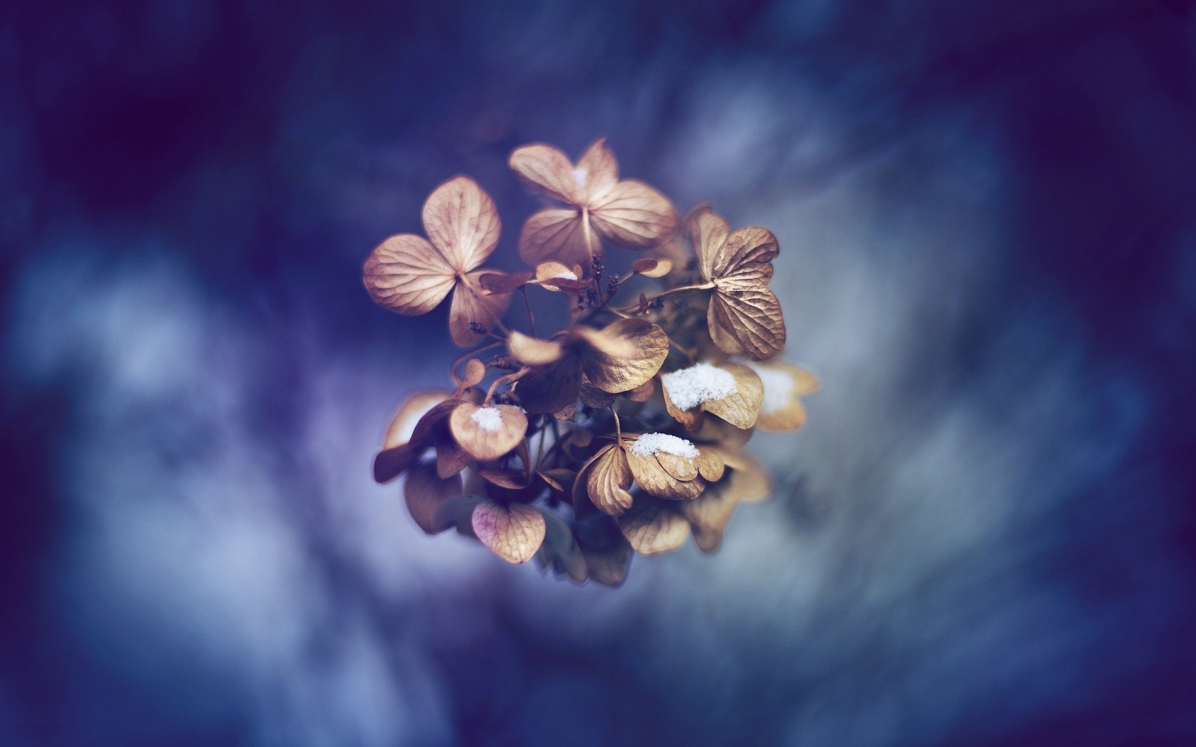 flowers Wallpaper