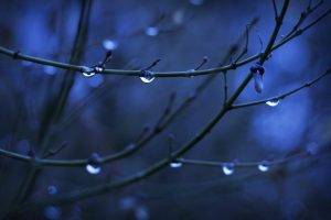 twigs, Depth Of Field, Water Drops, Nature