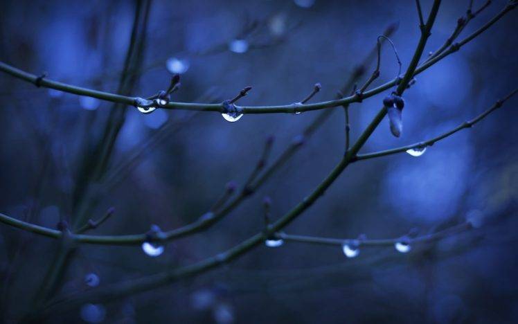 twigs, Depth Of Field, Water Drops, Nature HD Wallpaper Desktop Background